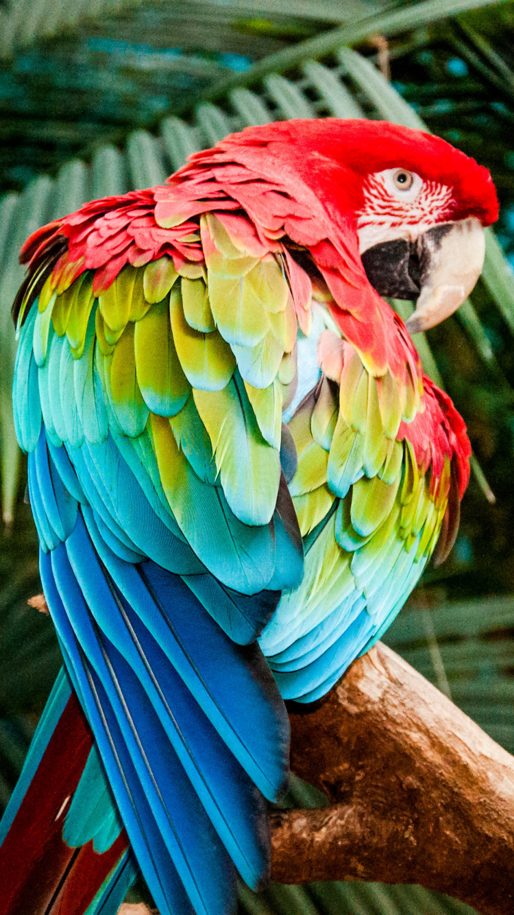 Red Blue and Green Parrot on Brown Tree Branch. Wallpaper in 750x1334 Resolution