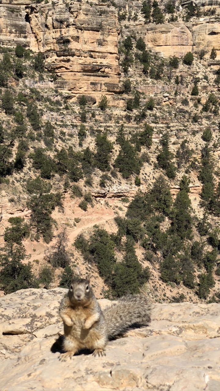 Parc National du Grand Canyon, Adaptation, Soubassement, Pour Les Animaux Terrestres, Géologie. Wallpaper in 720x1280 Resolution
