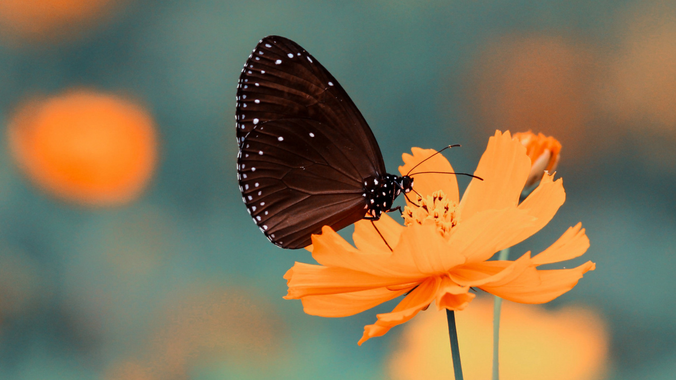 Brown and Black Butterfly on Yellow Flower. Wallpaper in 1366x768 Resolution