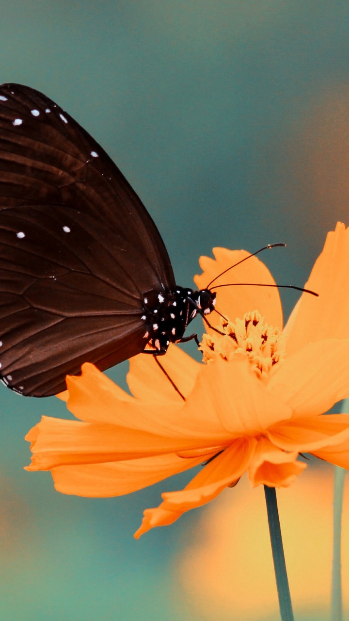 Brown and Black Butterfly on Yellow Flower. Wallpaper in 720x1280 Resolution