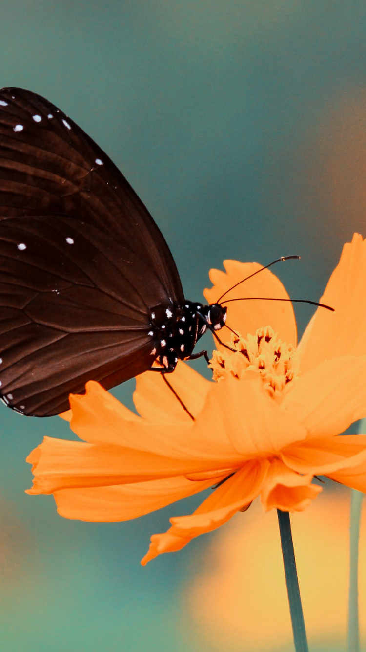 Brown and Black Butterfly on Yellow Flower. Wallpaper in 750x1334 Resolution