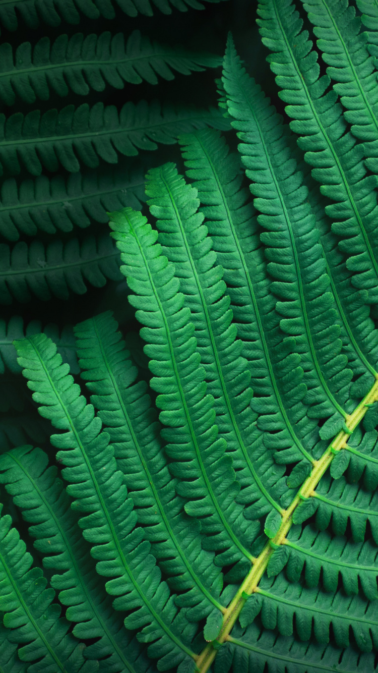 Asus Zenfone 10, Asus, Fhd, Green, Feuille. Wallpaper in 750x1334 Resolution