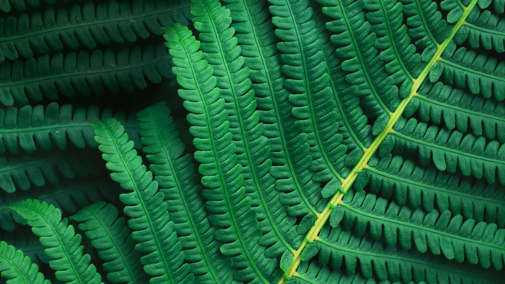 Asus Zenfone 10, Asus, Fhd, Verde, la Botánica. Wallpaper in 1920x1080 Resolution