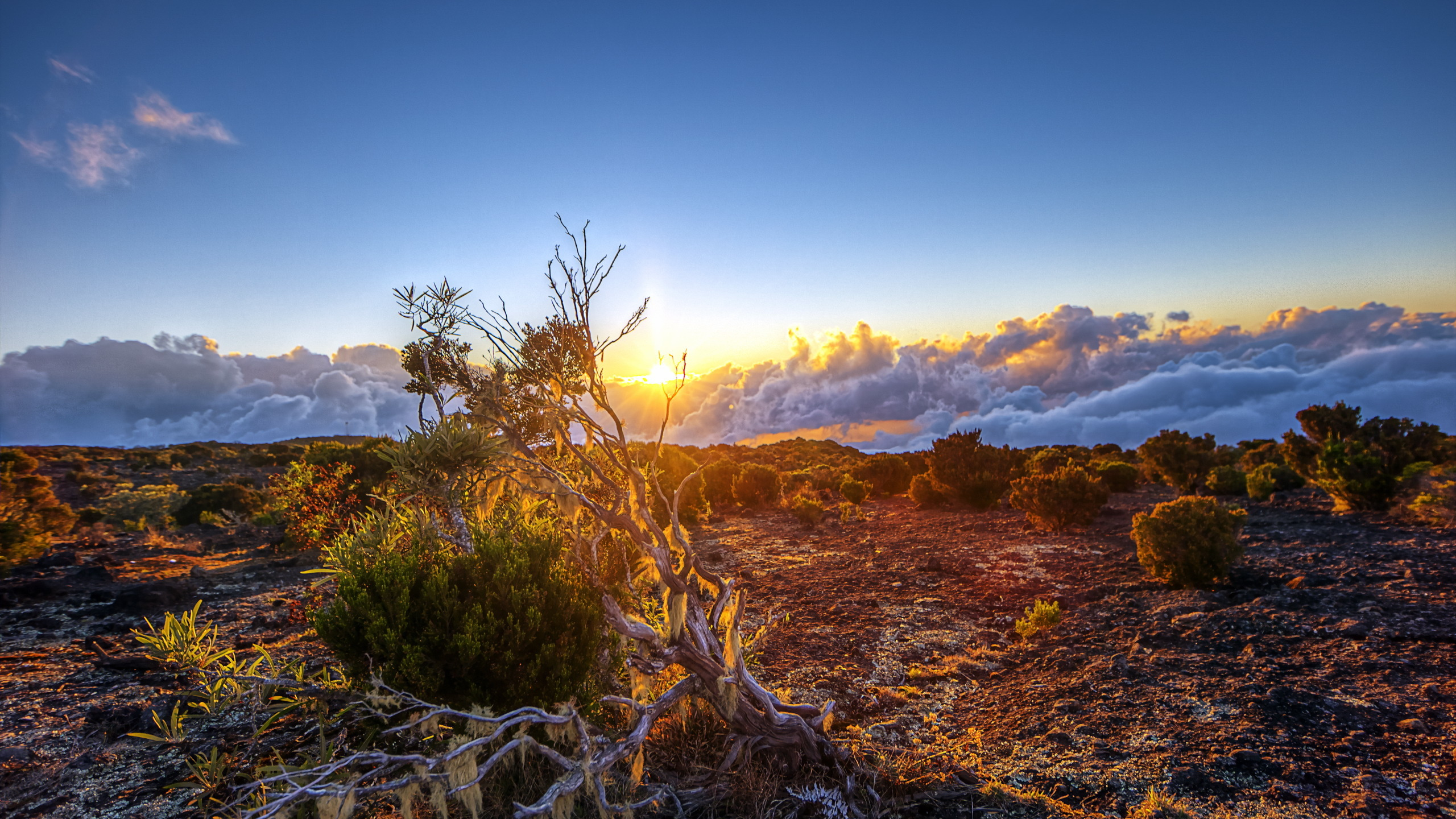 Hierba Verde en la Montaña Marrón Durante el Día. Wallpaper in 2560x1440 Resolution