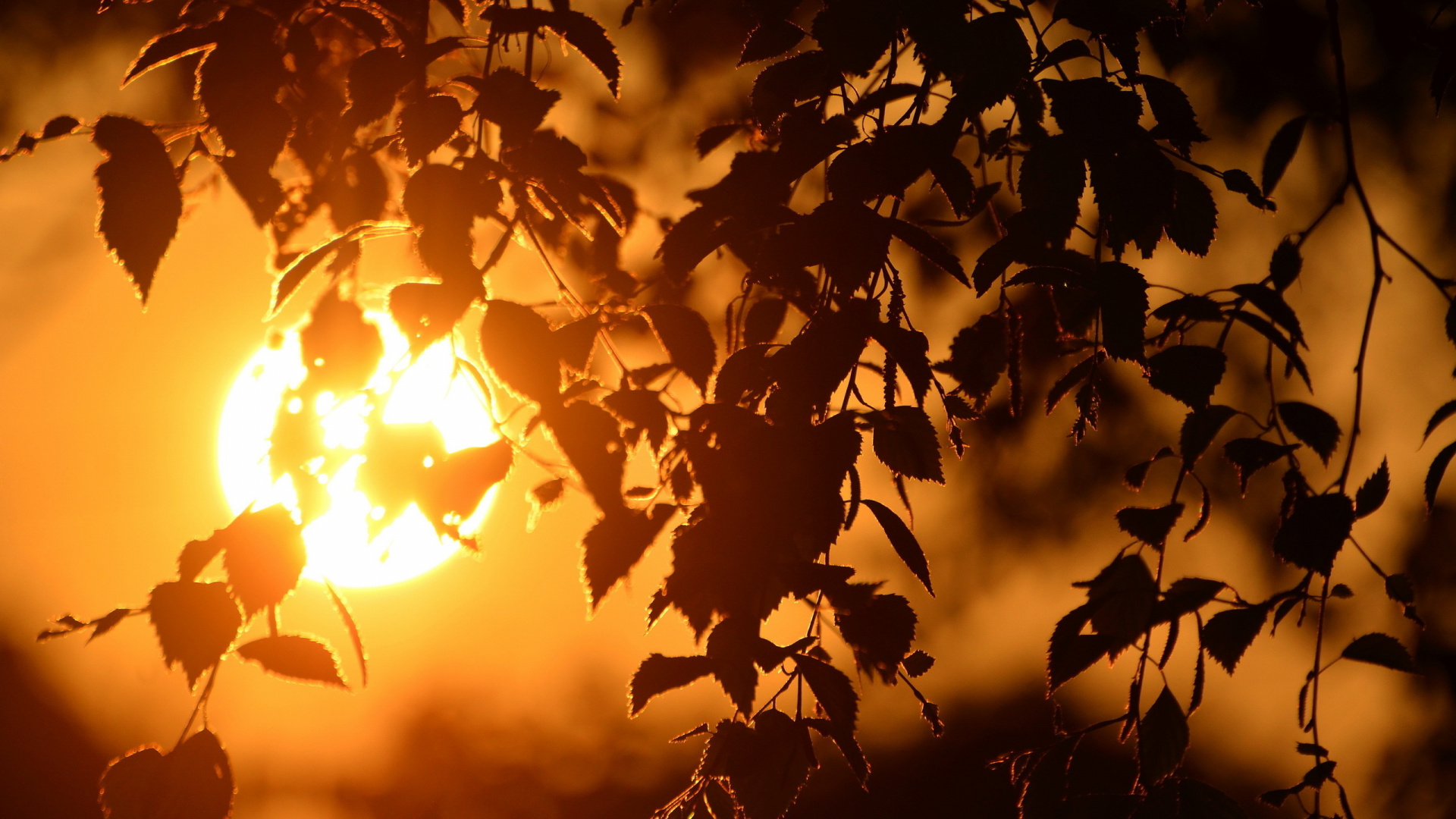 Baumsilhouette Bei Sonnenuntergang. Wallpaper in 1920x1080 Resolution