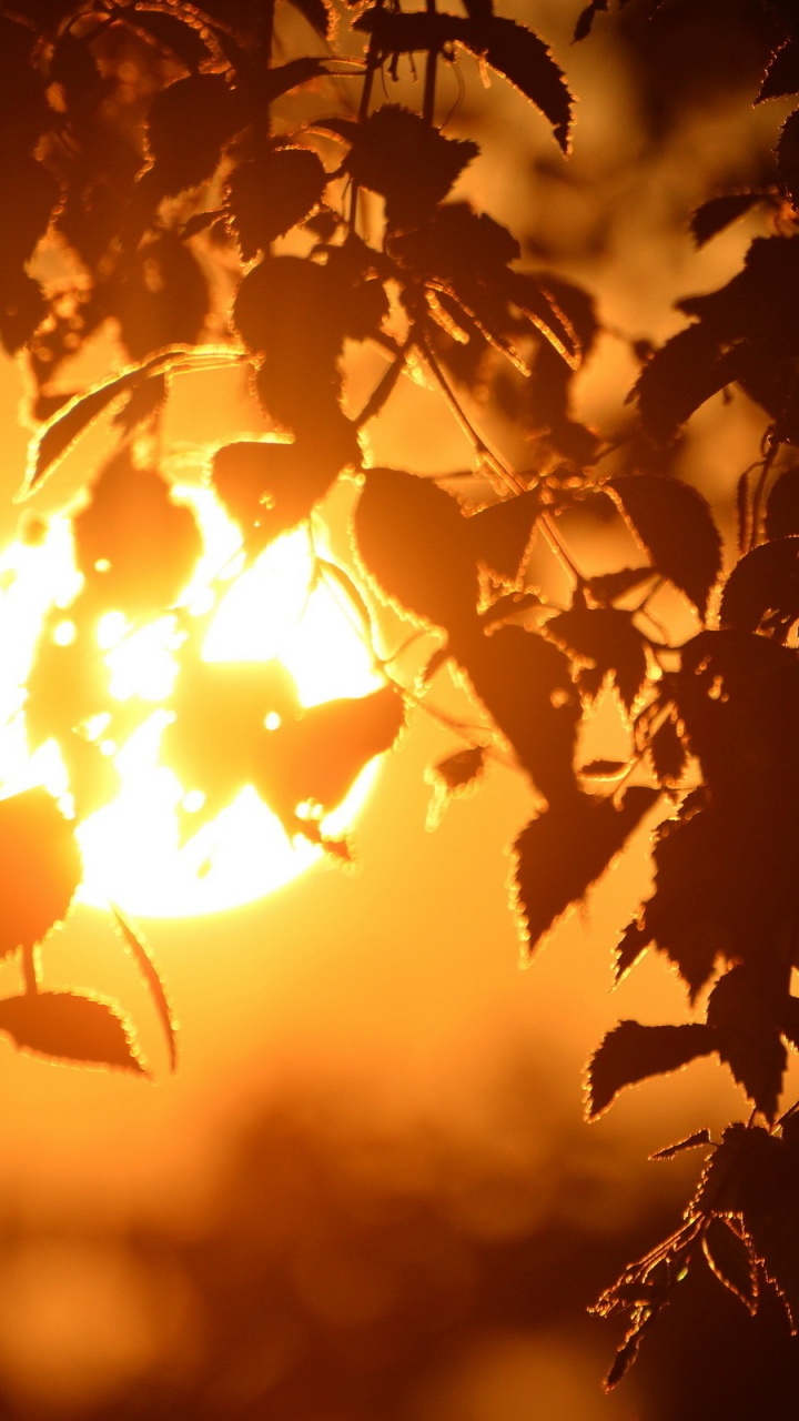 Silhouette of Tree During Sunset. Wallpaper in 720x1280 Resolution