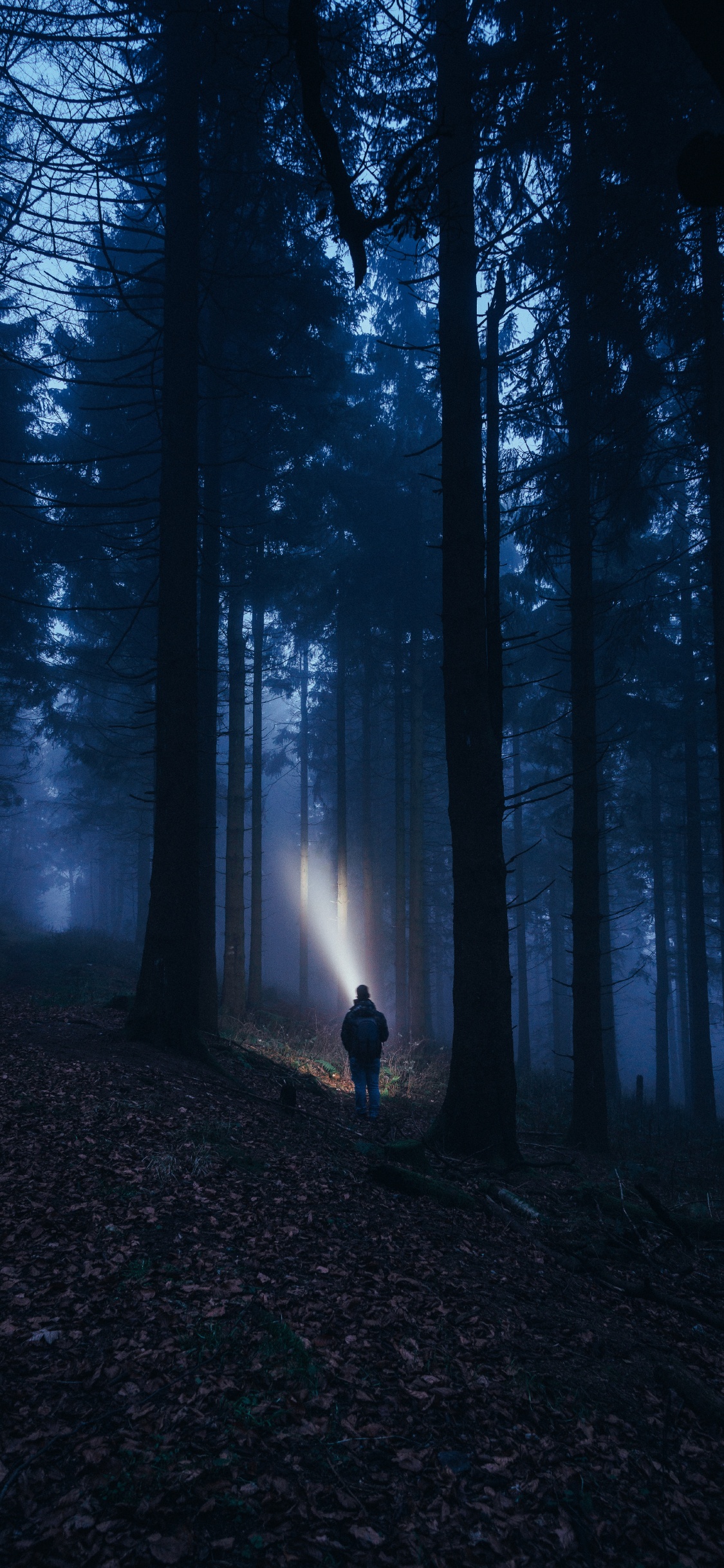 Naturaleza, Entorno Natural, Negro, Bosque, Ambiente. Wallpaper in 1125x2436 Resolution