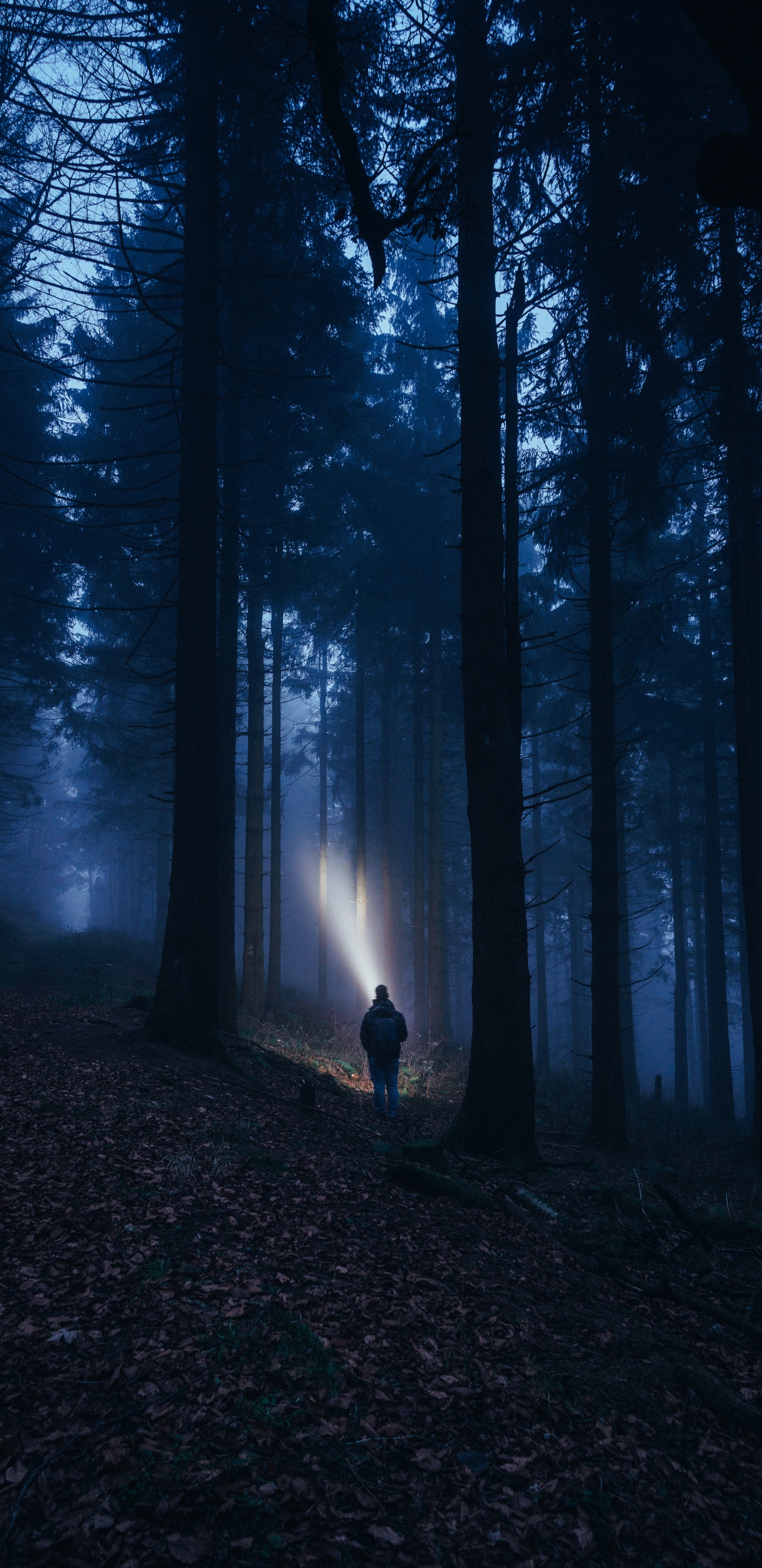 Obscurité, Forêt, Nature, Environnement Naturel, Noir. Wallpaper in 1440x2960 Resolution