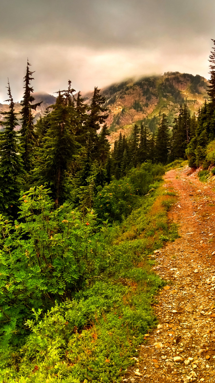 Pinos Verdes en la Montaña Bajo el Cielo Nublado Durante el Día. Wallpaper in 750x1334 Resolution
