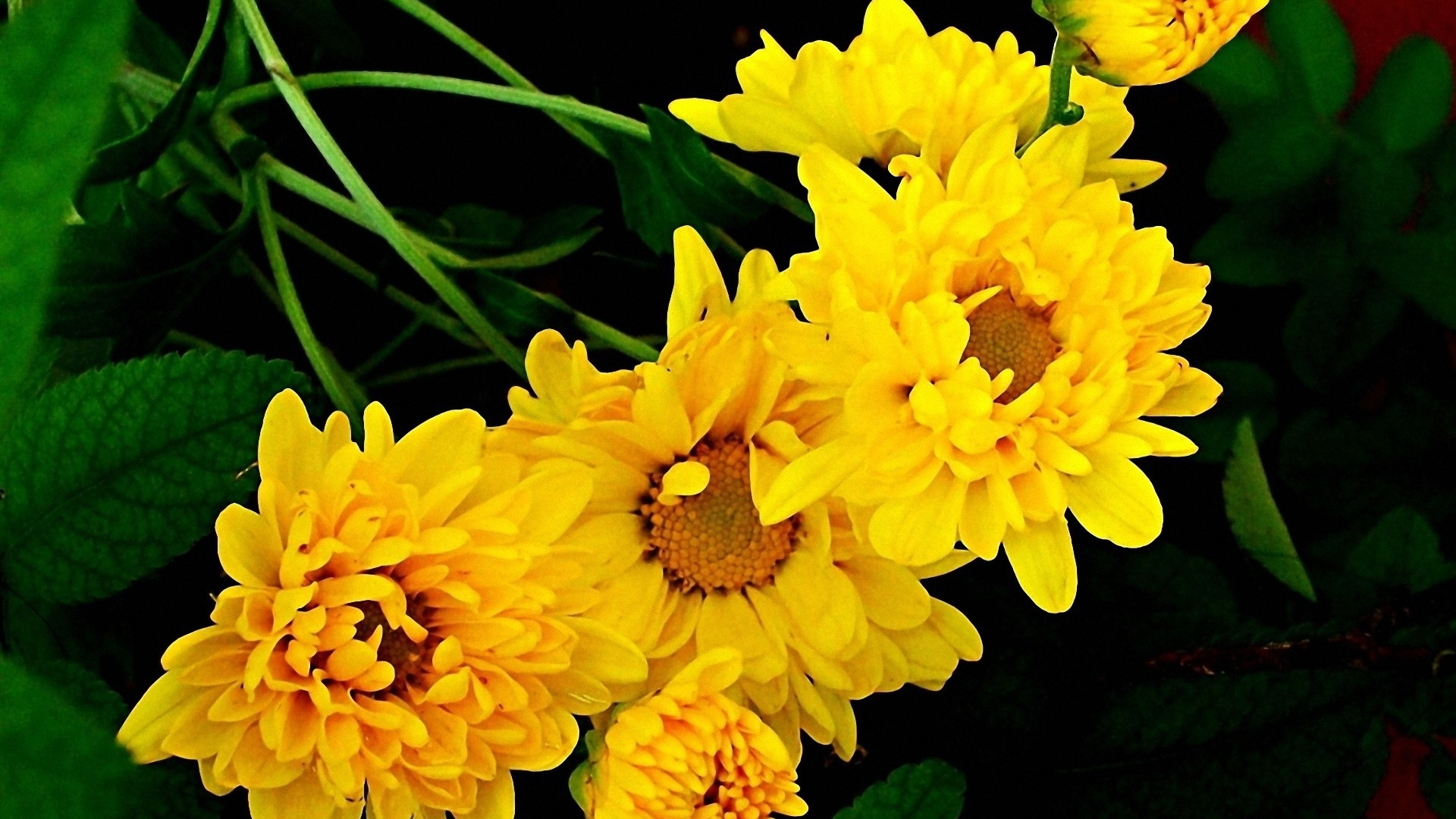 Flor Amarilla Con Hojas Verdes. Wallpaper in 1920x1080 Resolution