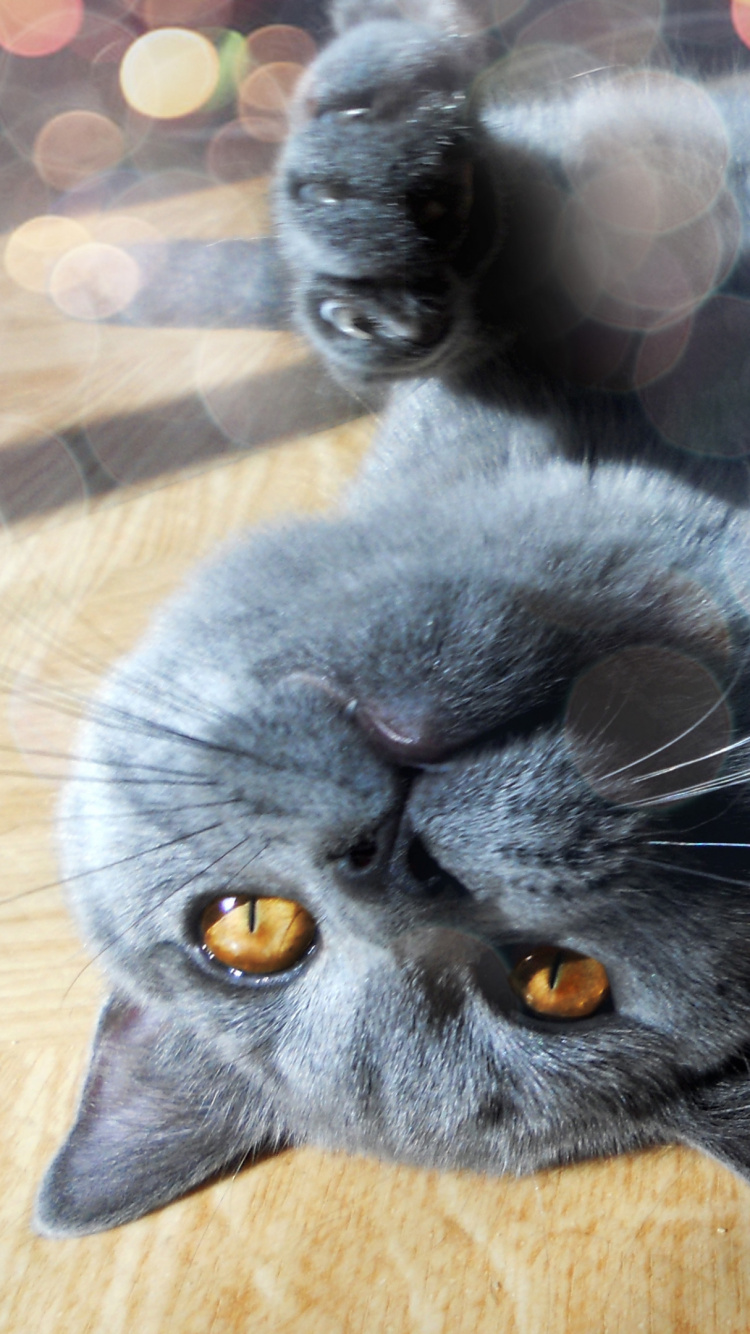 Chat Bleu Russe Sur Une Table en Bois Marron. Wallpaper in 750x1334 Resolution