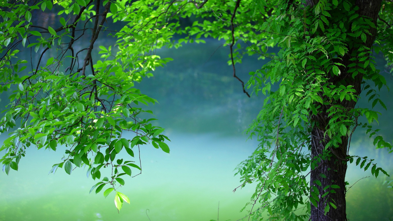 Green Tree on Green Grass Field. Wallpaper in 1280x720 Resolution
