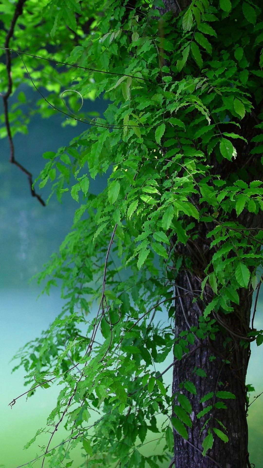 Arbre Vert Sur Terrain D'herbe Verte. Wallpaper in 1080x1920 Resolution