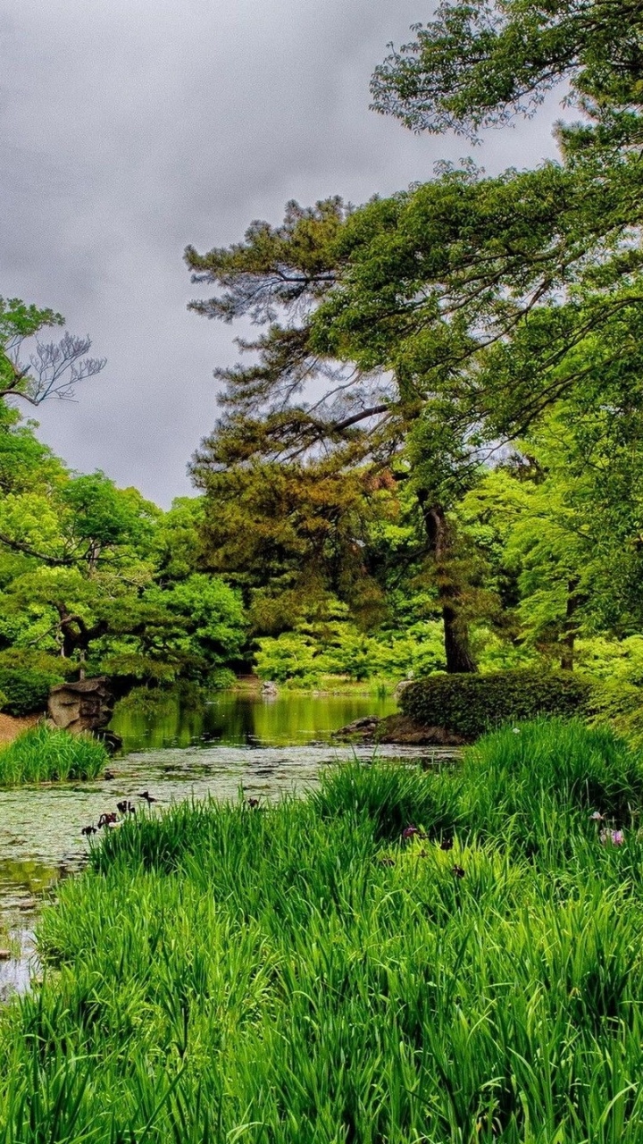 Árboles Verdes Cerca Del Río Bajo el Cielo Nublado Durante el Día. Wallpaper in 720x1280 Resolution
