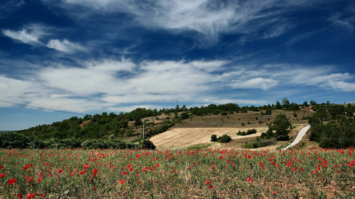 Campo de Flores Rojas Bajo el Cielo Nublado Durante el Día. Wallpaper in 1366x768 Resolution