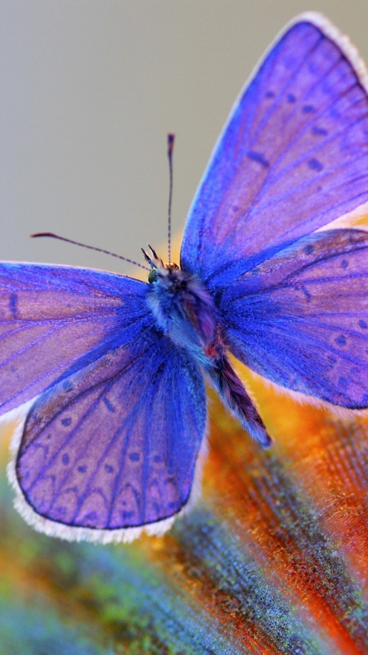 Green and Brown Butterfly on Brown Wooden Surface. Wallpaper in 750x1334 Resolution