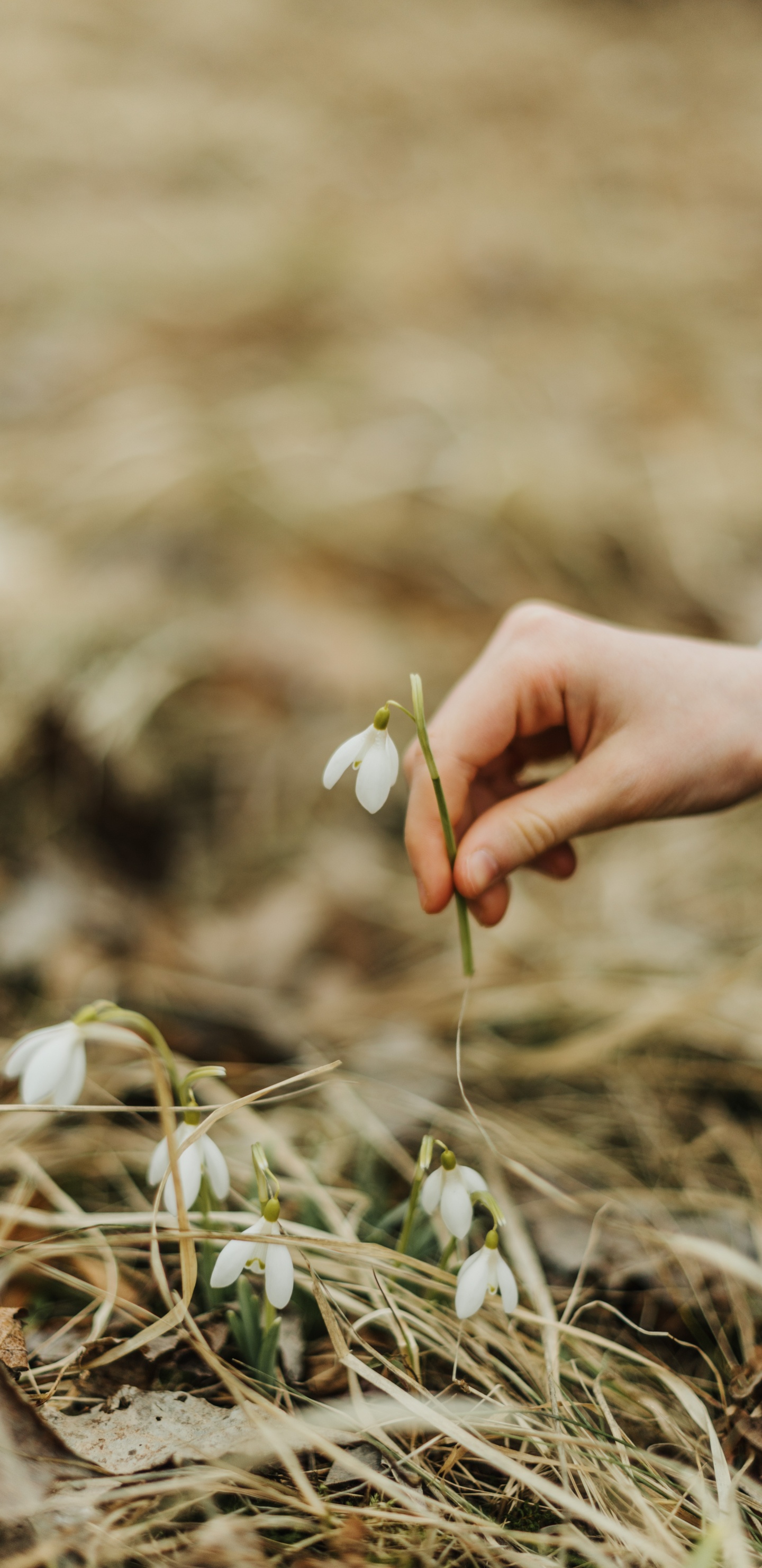 Persona en Camisa de Manga Larga Azul Con Flor Blanca. Wallpaper in 1440x2960 Resolution