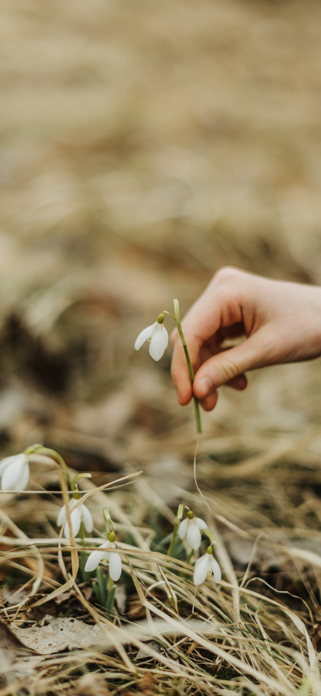 Person in Blue Long Sleeve Shirt Holding White Flower. Wallpaper in 1125x2436 Resolution
