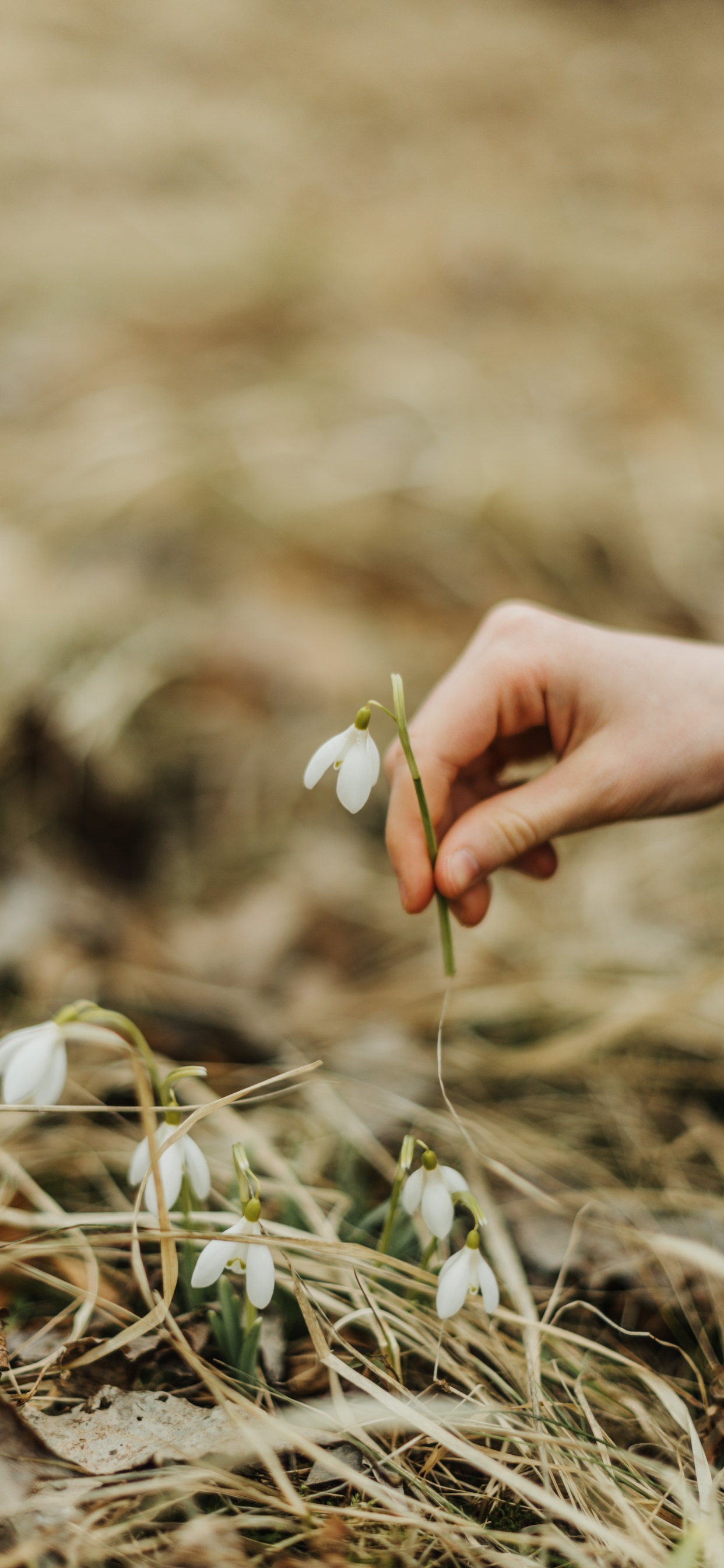 Person in Blue Long Sleeve Shirt Holding White Flower. Wallpaper in 1242x2688 Resolution