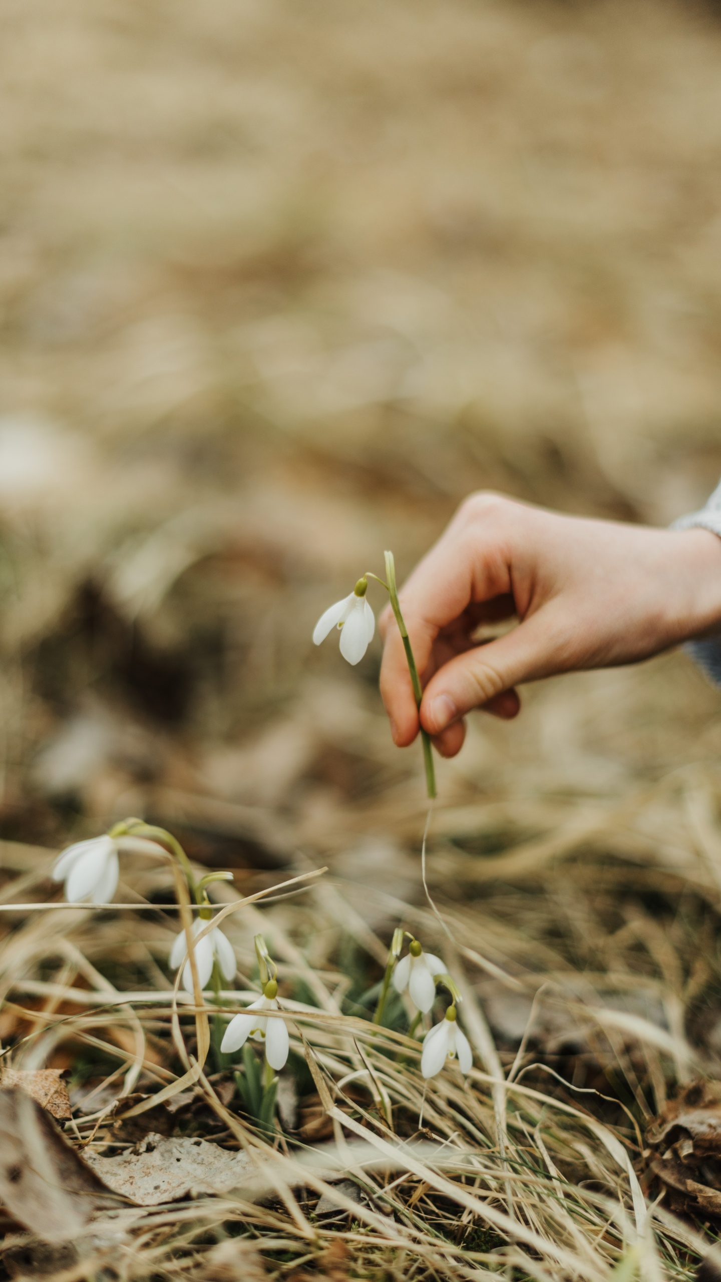 Person in Blue Long Sleeve Shirt Holding White Flower. Wallpaper in 1440x2560 Resolution