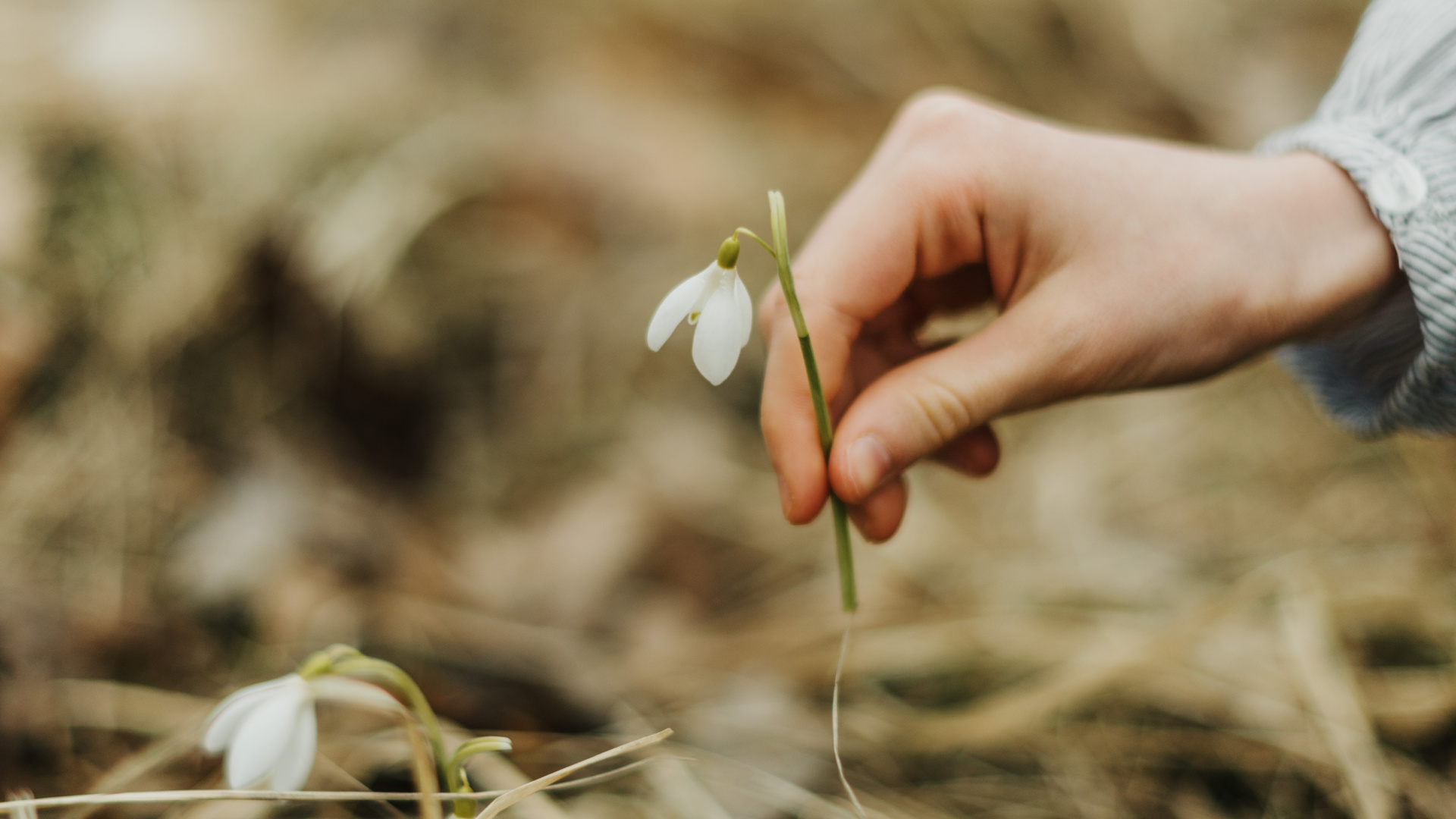 Person in Blue Long Sleeve Shirt Holding White Flower. Wallpaper in 1920x1080 Resolution