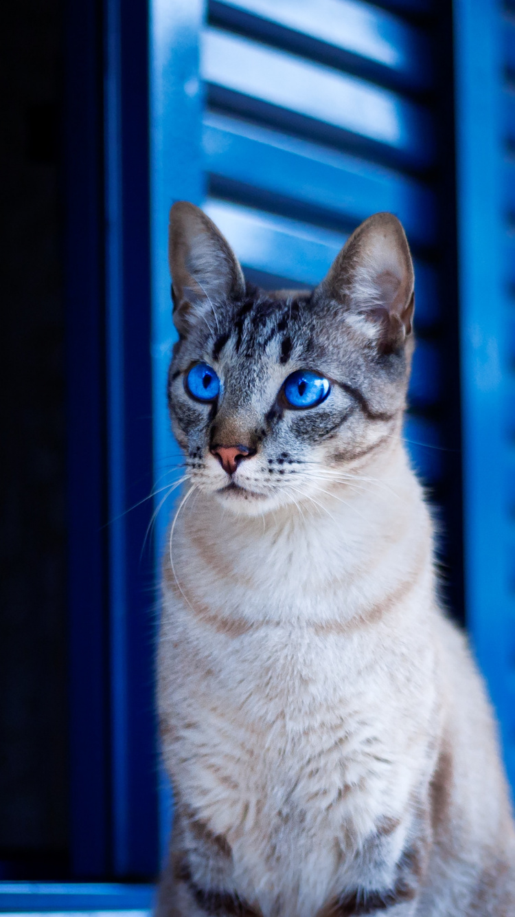 Weiße Und Braune Getigerte Katze. Wallpaper in 750x1334 Resolution