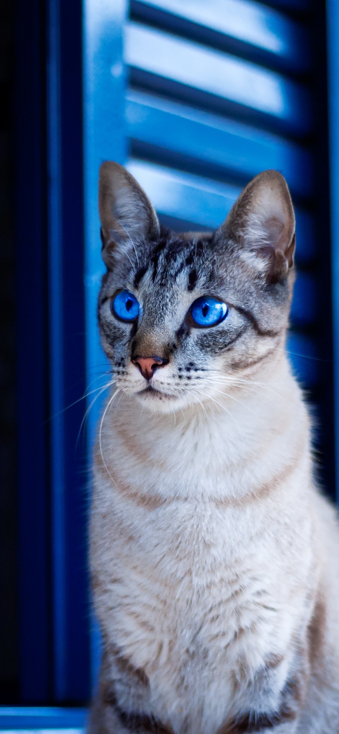 Chat Tigré Blanc et Brun. Wallpaper in 1125x2436 Resolution