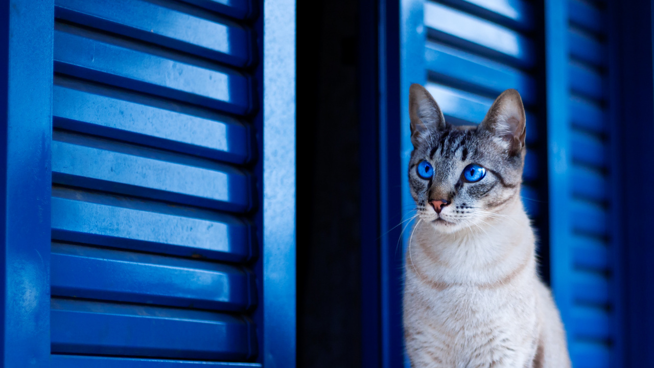White and Brown Tabby Cat. Wallpaper in 1280x720 Resolution