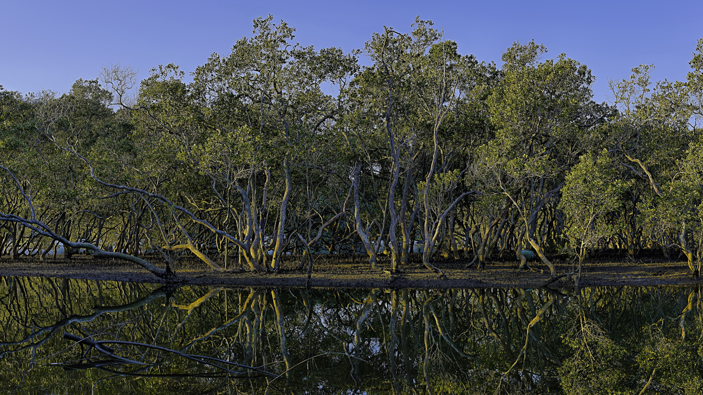 Green Trees Beside Body of Water During Daytime. Wallpaper in 1366x768 Resolution