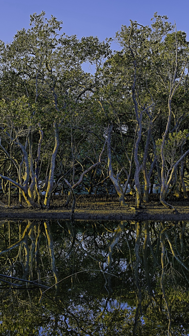 Arbres Verts à Côté D'un Plan D'eau Pendant la Journée. Wallpaper in 720x1280 Resolution