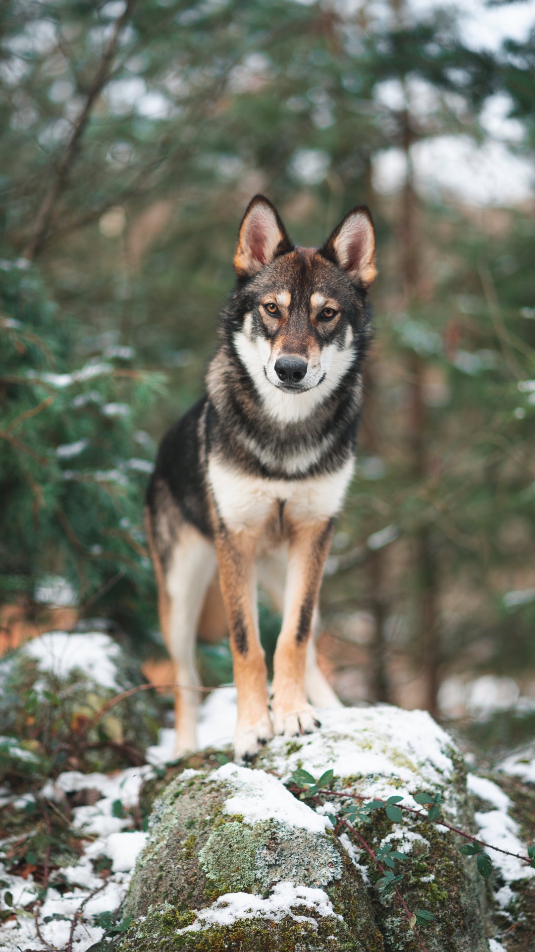 Schwarz-Weiß-Siberian Husky Auf Schneebedecktem Boden Tagsüber. Wallpaper in 1080x1920 Resolution