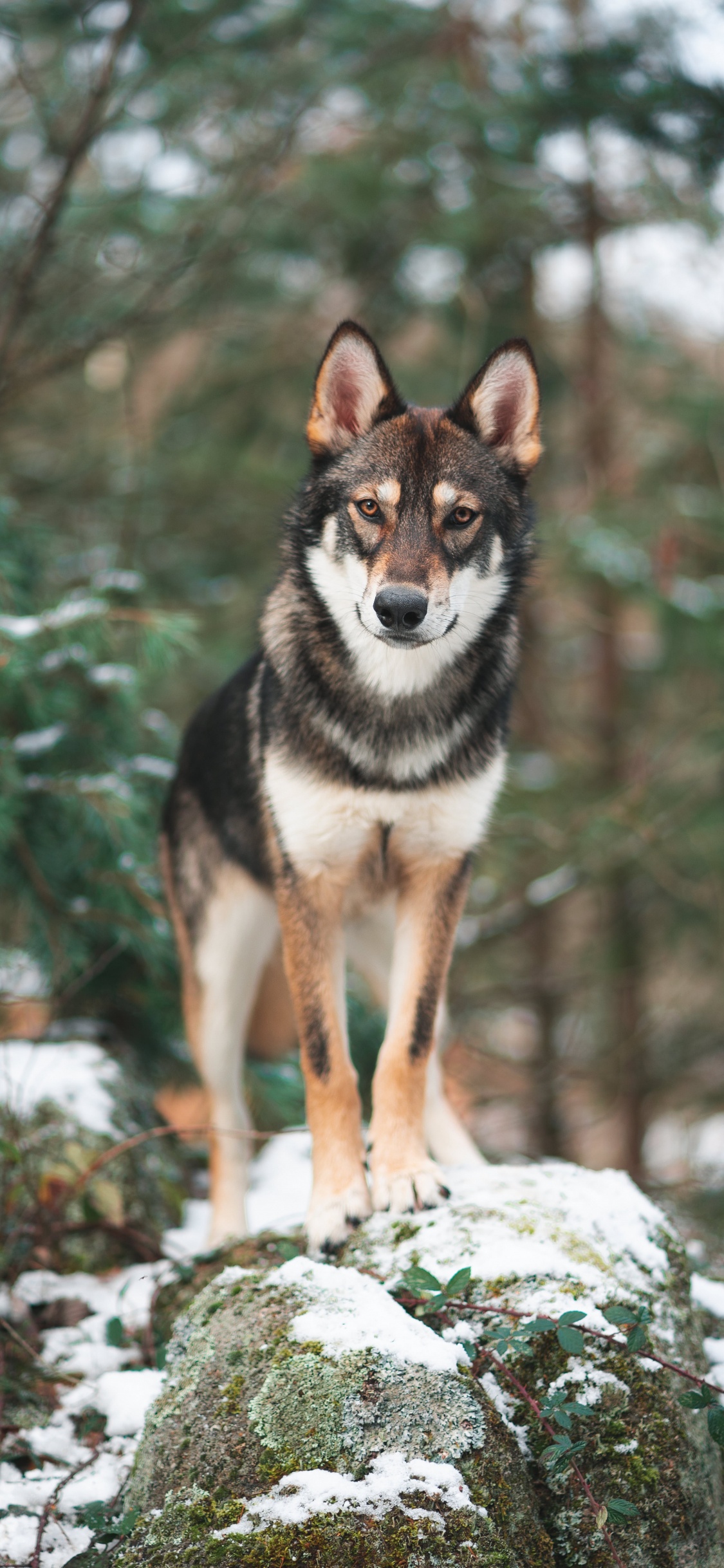 Schwarz-Weiß-Siberian Husky Auf Schneebedecktem Boden Tagsüber. Wallpaper in 1125x2436 Resolution