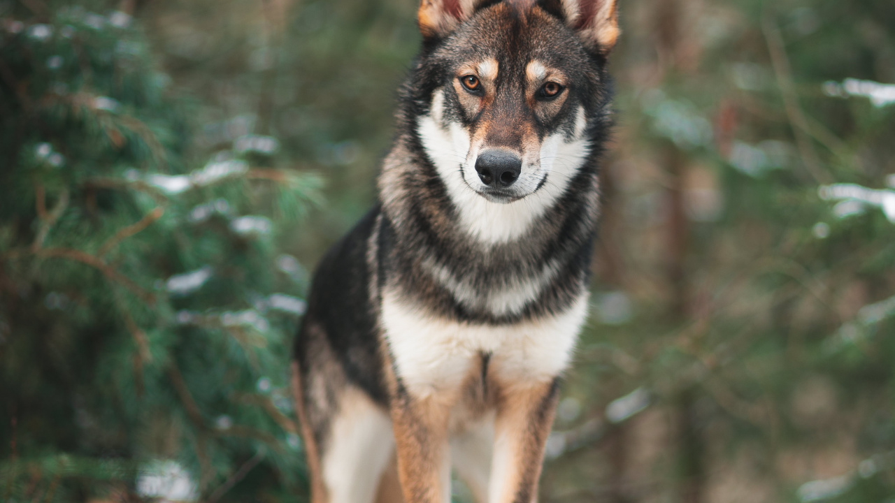 Schwarz-Weiß-Siberian Husky Auf Schneebedecktem Boden Tagsüber. Wallpaper in 1280x720 Resolution