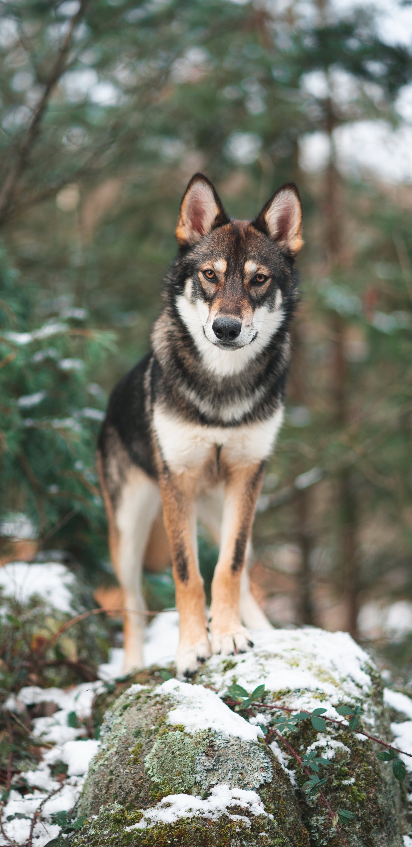 Schwarz-Weiß-Siberian Husky Auf Schneebedecktem Boden Tagsüber. Wallpaper in 1440x2960 Resolution