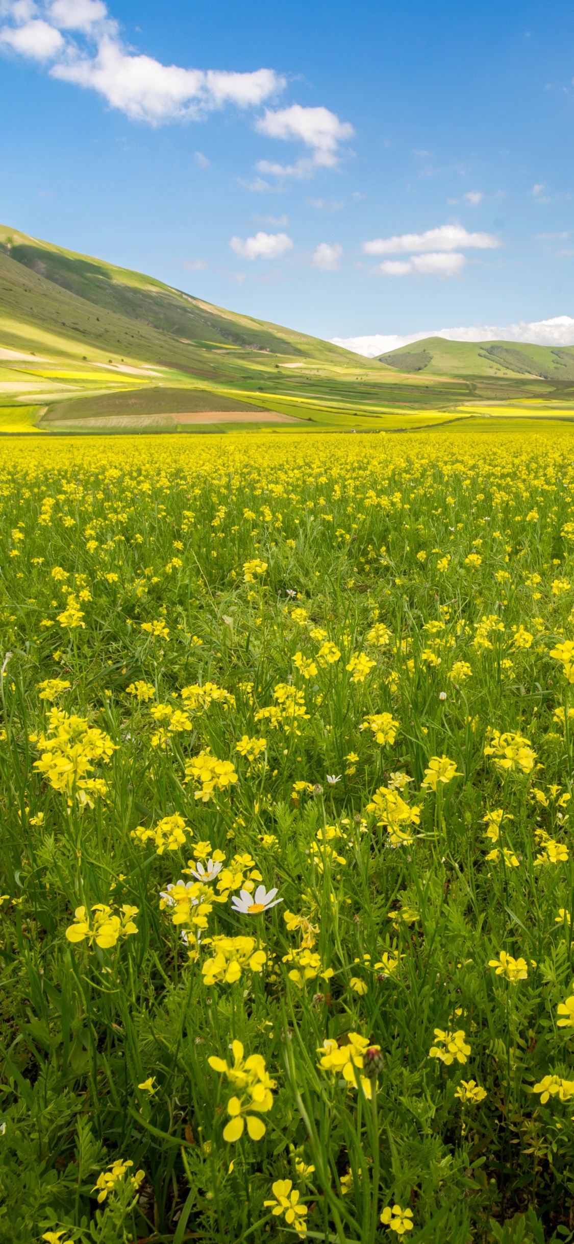 Yellow Flower Field Under Blue Sky During Daytime. Wallpaper in 1125x2436 Resolution