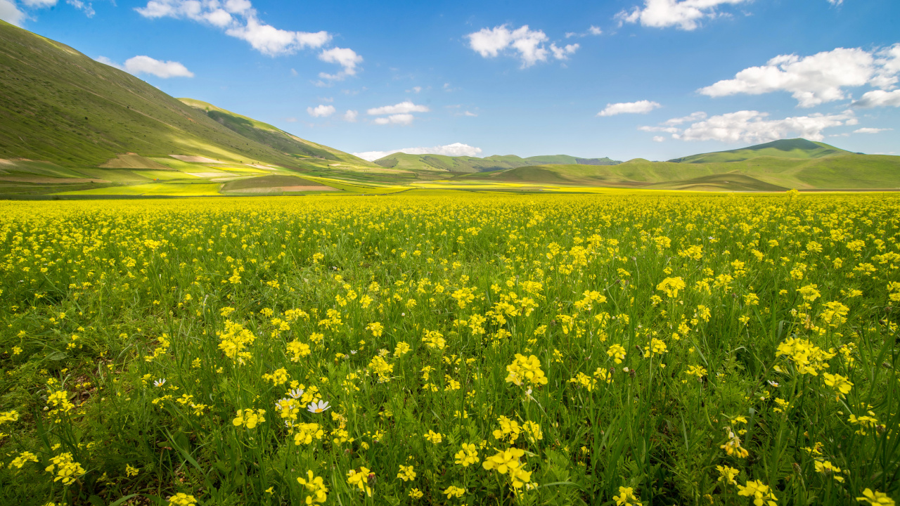 Yellow Flower Field Under Blue Sky During Daytime. Wallpaper in 1280x720 Resolution
