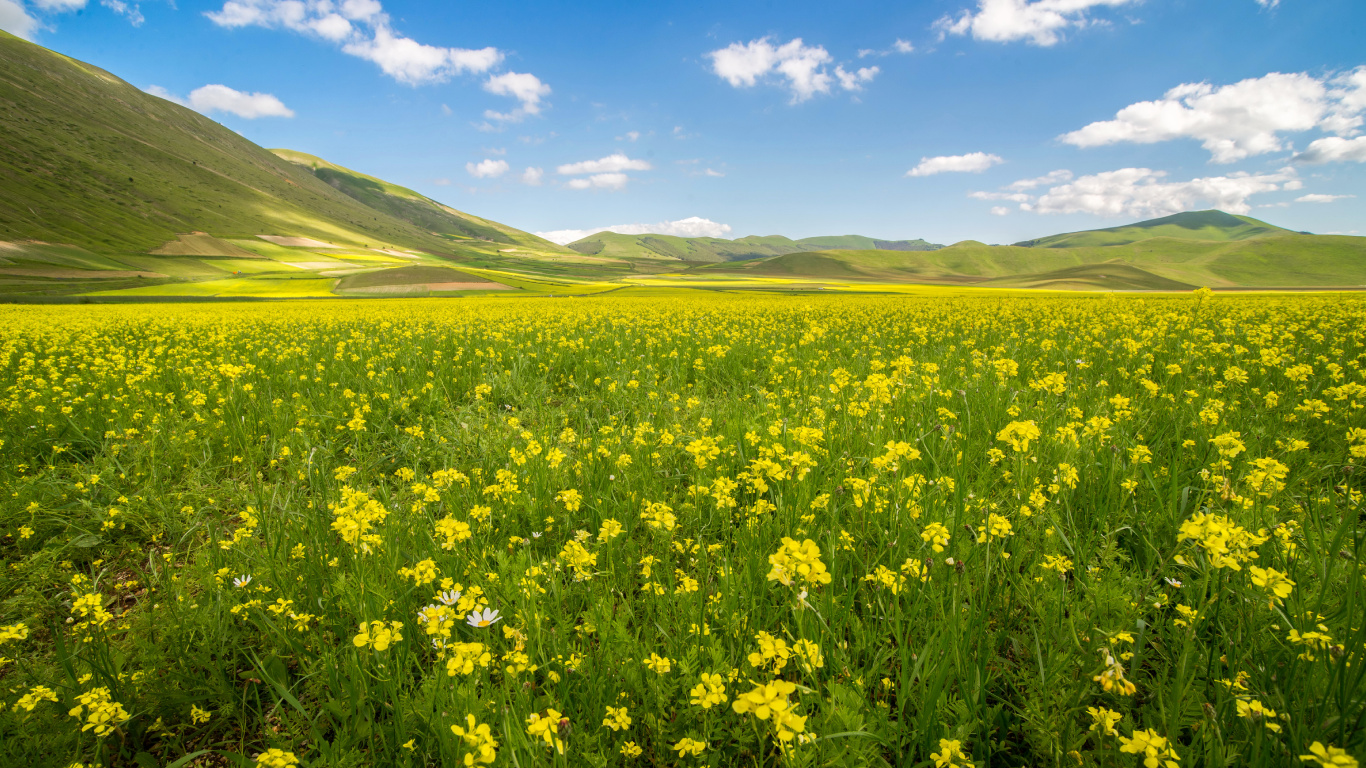 Yellow Flower Field Under Blue Sky During Daytime. Wallpaper in 1366x768 Resolution