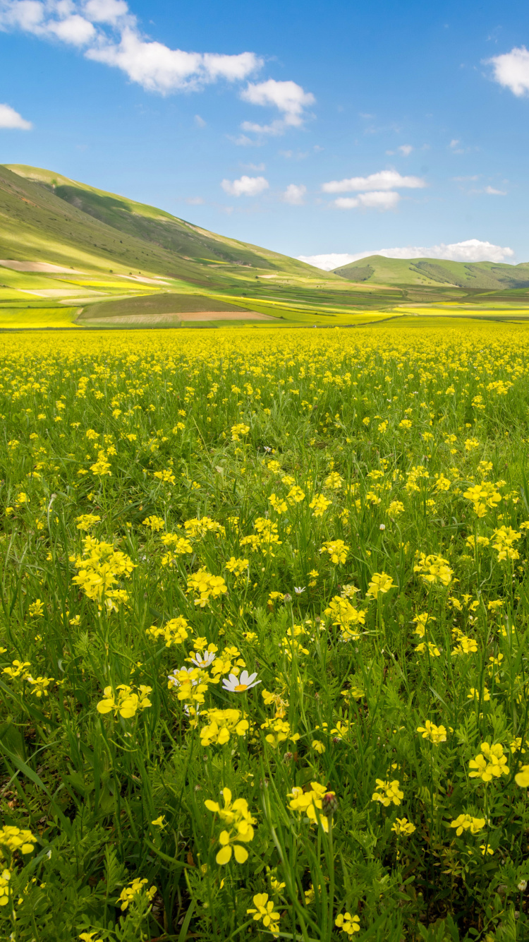 Yellow Flower Field Under Blue Sky During Daytime. Wallpaper in 750x1334 Resolution