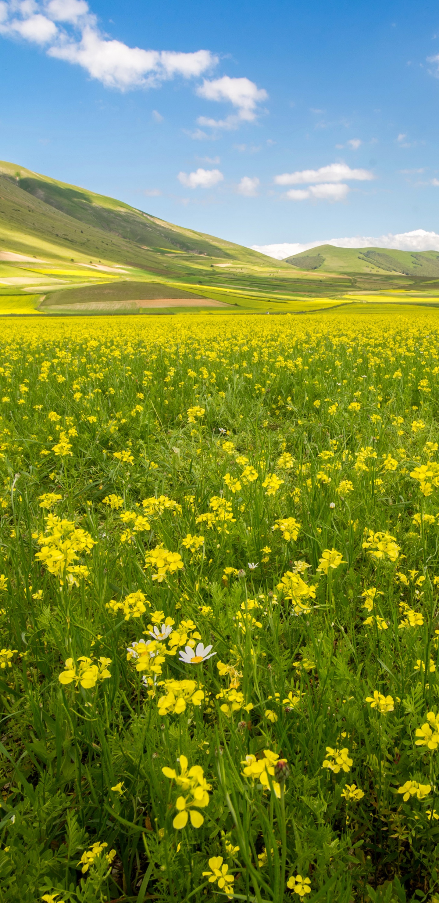 Champ de Fleurs Jaunes Sous Ciel Bleu Pendant la Journée. Wallpaper in 1440x2960 Resolution