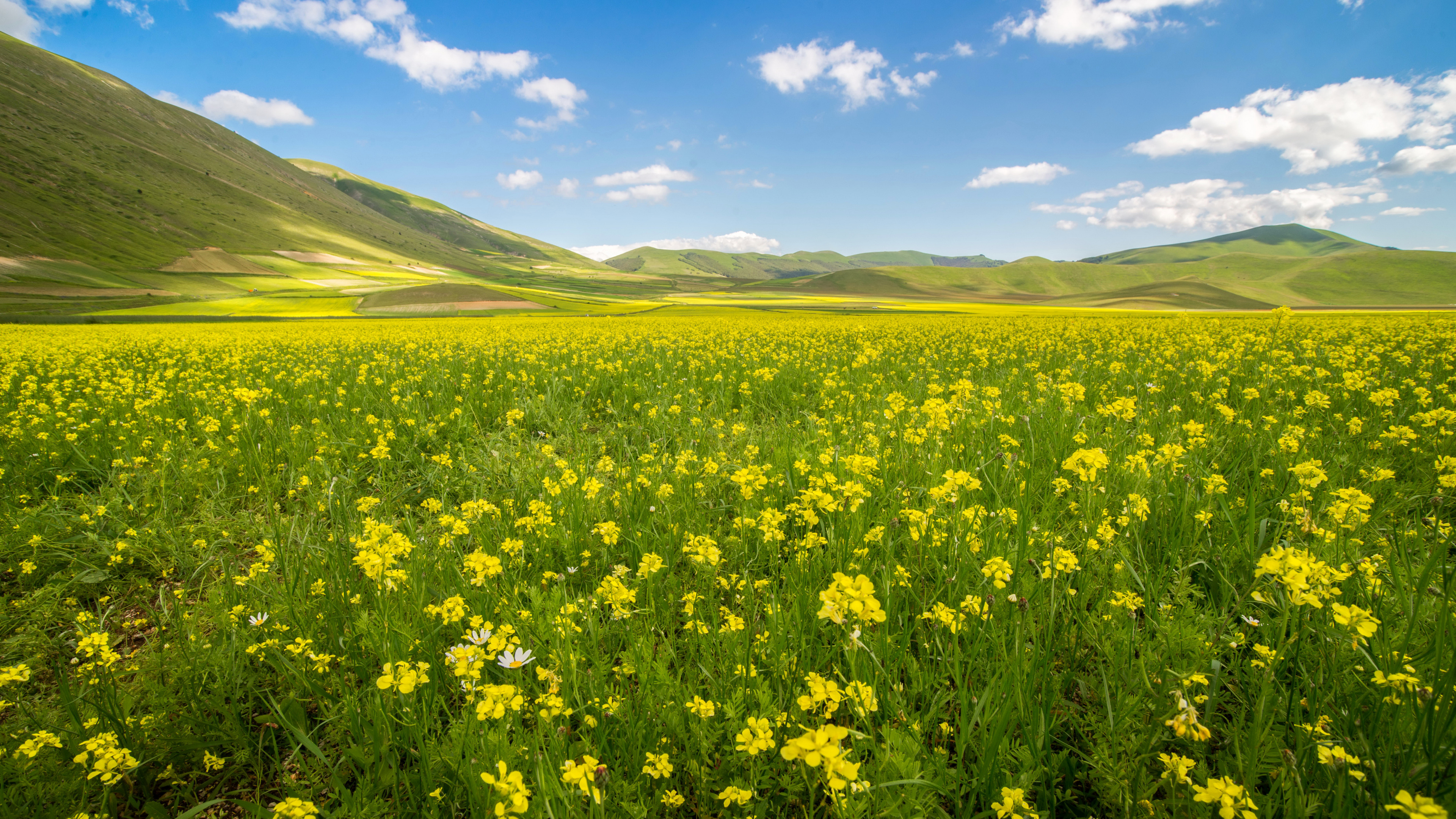 Champ de Fleurs Jaunes Sous Ciel Bleu Pendant la Journée. Wallpaper in 3840x2160 Resolution