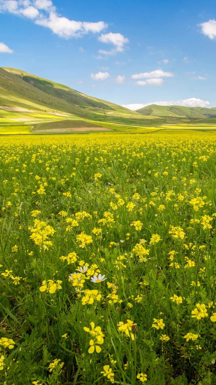 Champ de Fleurs Jaunes Sous Ciel Bleu Pendant la Journée. Wallpaper in 750x1334 Resolution