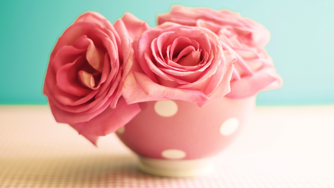 Rose Rose Dans Une Tasse en Céramique Rose. Wallpaper in 1280x720 Resolution