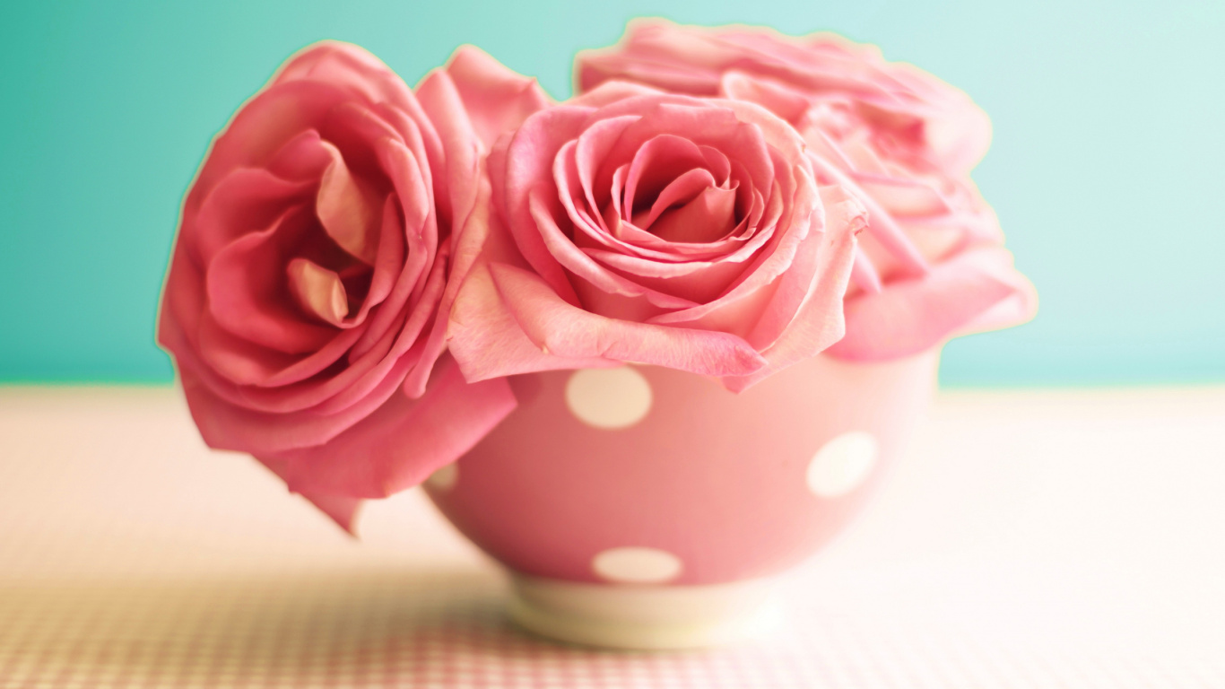 Rose Rose Dans Une Tasse en Céramique Rose. Wallpaper in 1366x768 Resolution