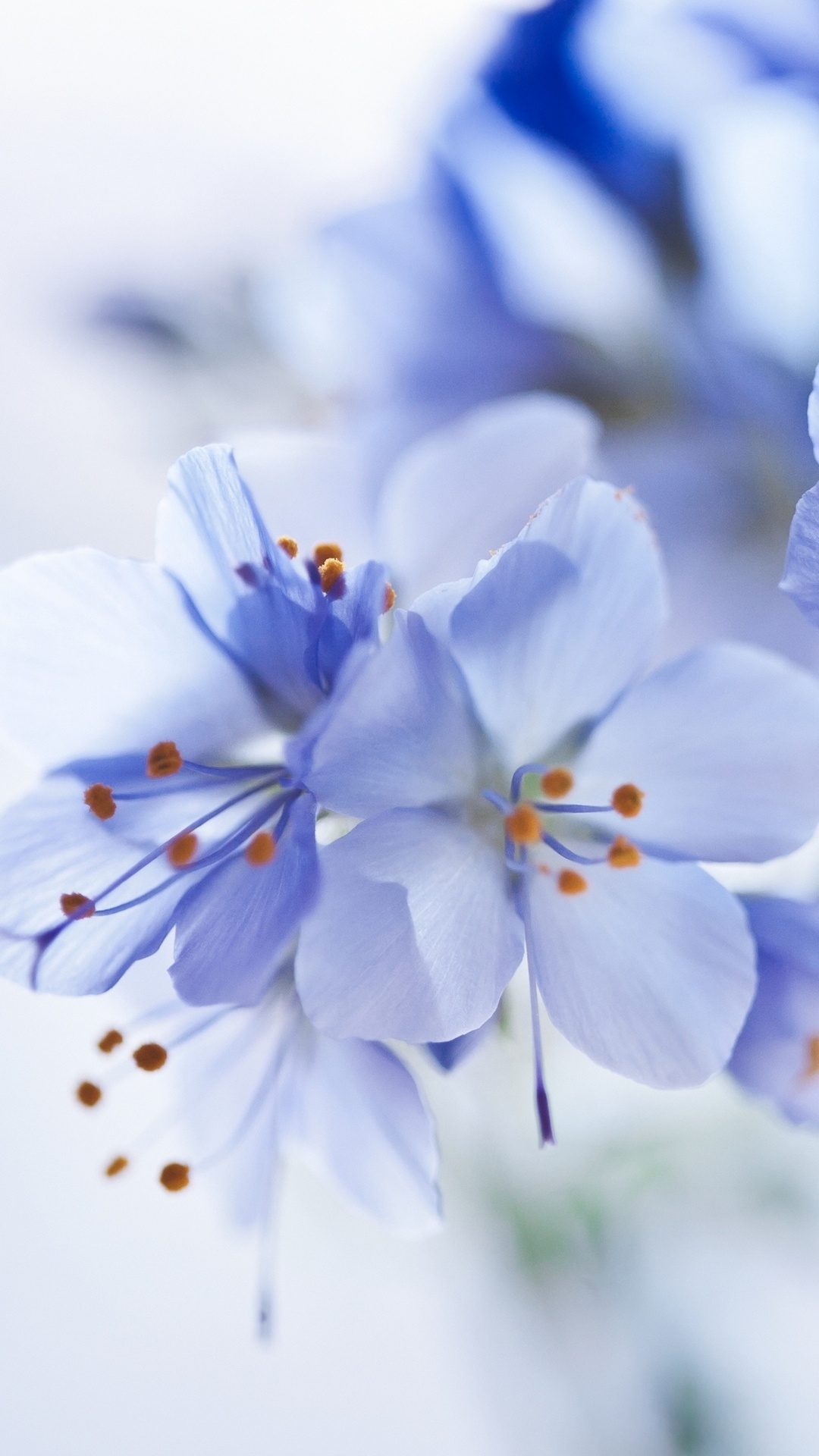 Weiße Und Blaue Blumen in Tilt-Shift-Linse. Wallpaper in 1080x1920 Resolution