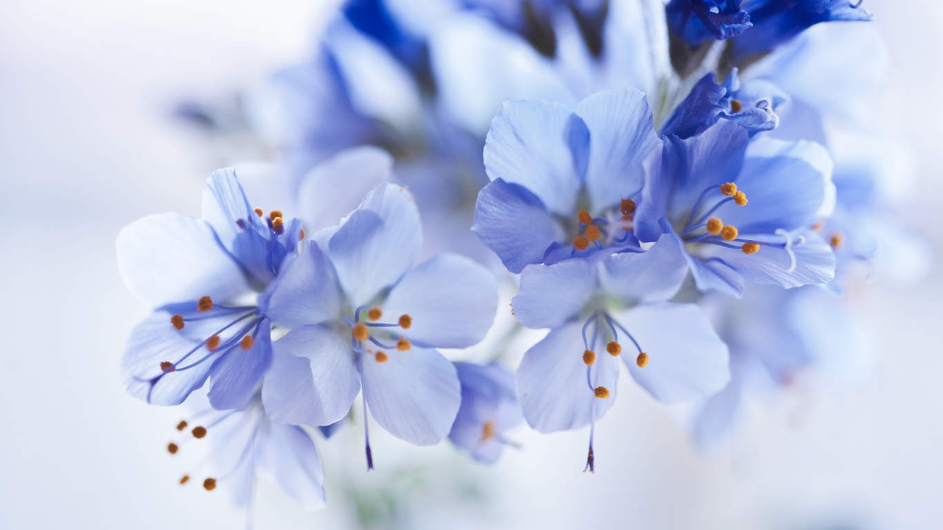 Weiße Und Blaue Blumen in Tilt-Shift-Linse. Wallpaper in 1366x768 Resolution