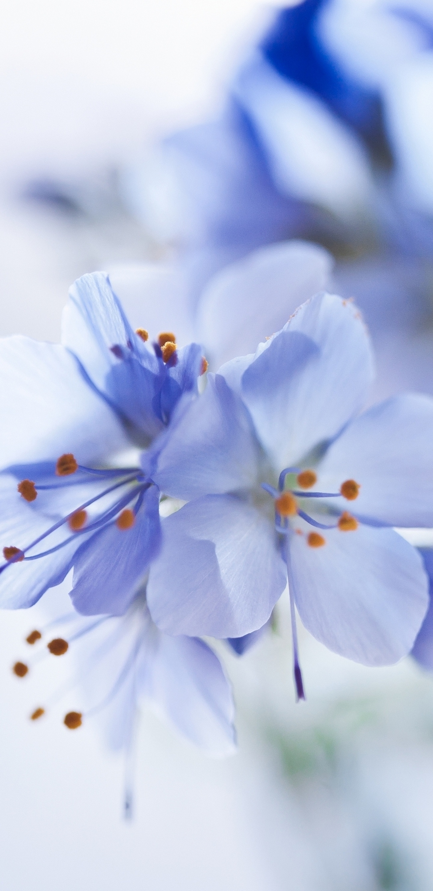 Weiße Und Blaue Blumen in Tilt-Shift-Linse. Wallpaper in 1440x2960 Resolution