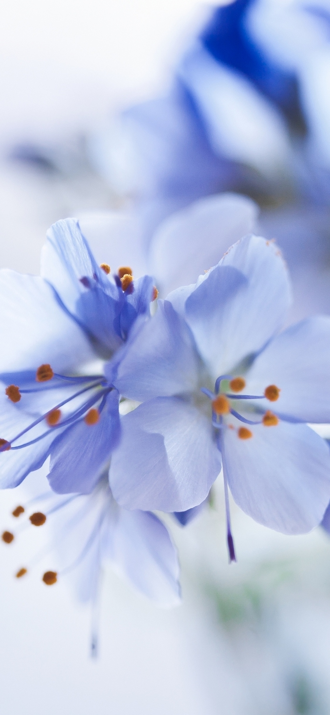 White and Blue Flowers in Tilt Shift Lens. Wallpaper in 1125x2436 Resolution