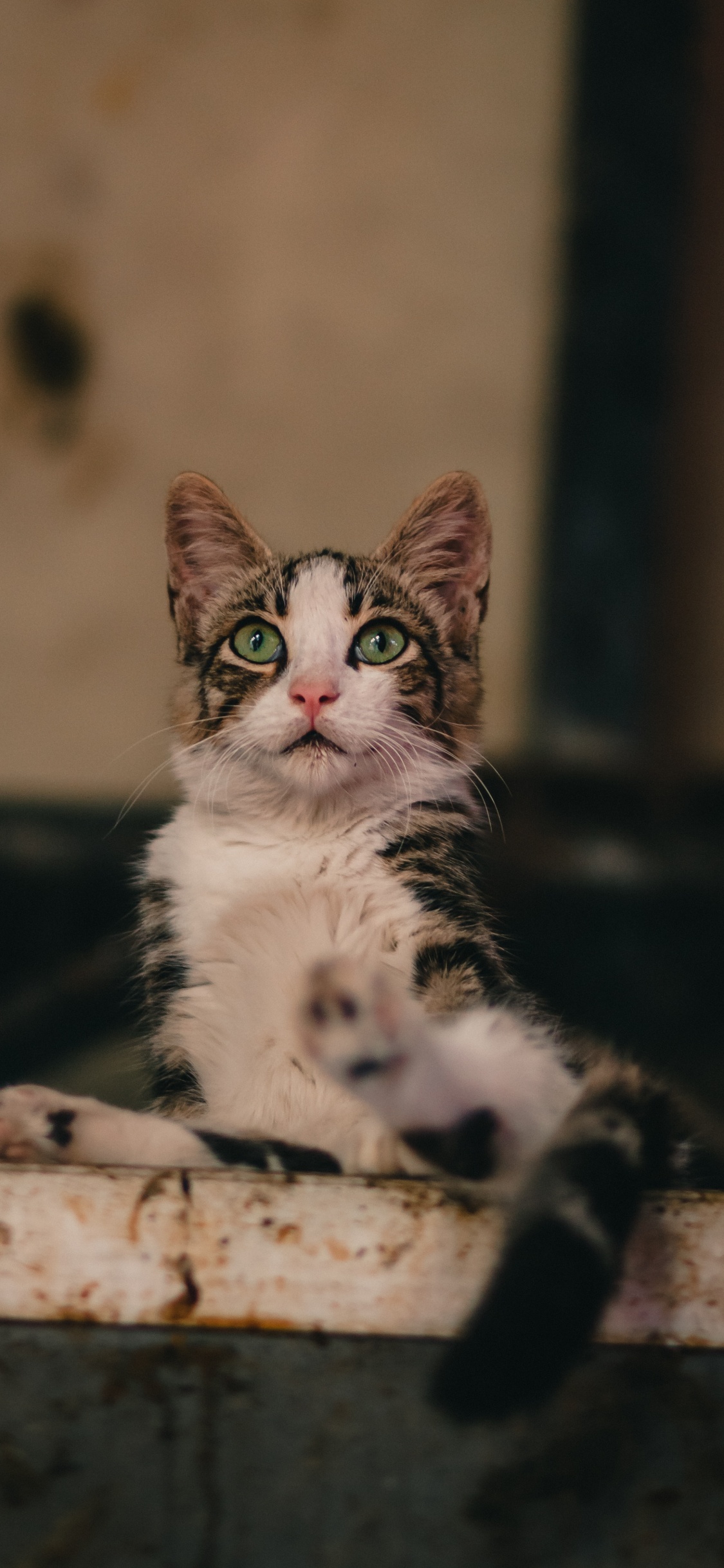 White and Black Cat on Brown Wooden Log. Wallpaper in 1125x2436 Resolution