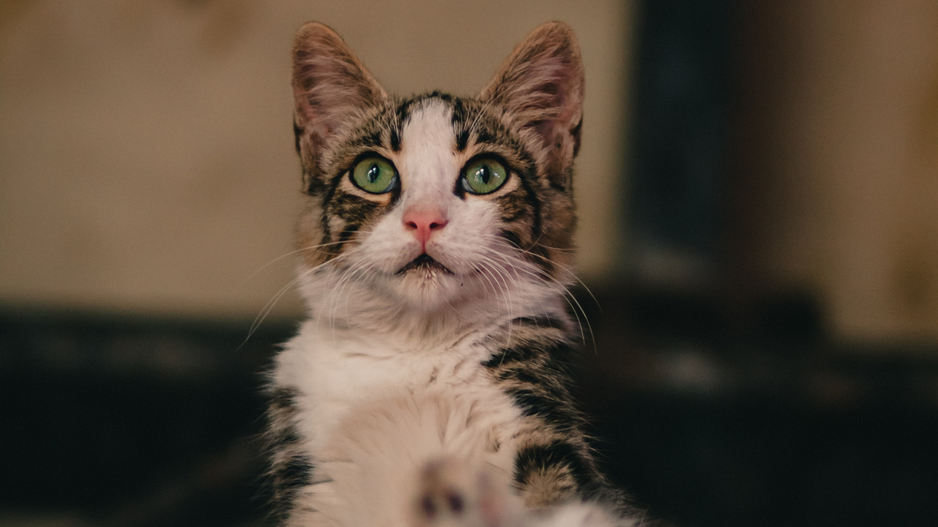 White and Black Cat on Brown Wooden Log. Wallpaper in 1366x768 Resolution
