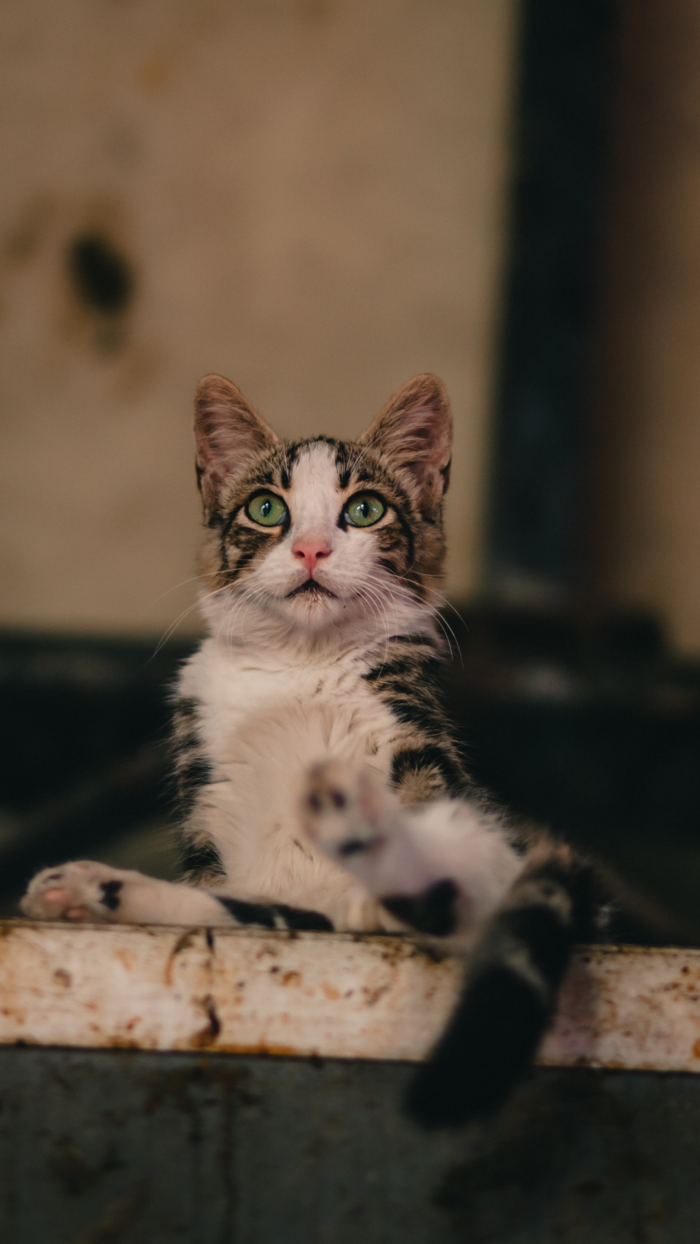 White and Black Cat on Brown Wooden Log. Wallpaper in 1440x2560 Resolution